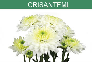 Crisantemi